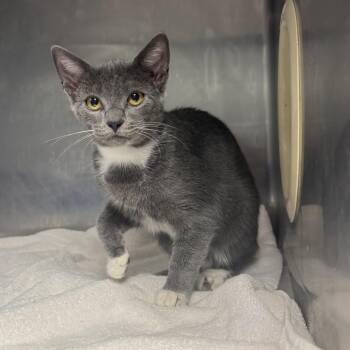TUSC-Stray-84941_2 -  Domestic Short Hair Cat for Adoption in Tuscaloosa, Alabama - TUSC-Stray-84941_2 | PetCurious