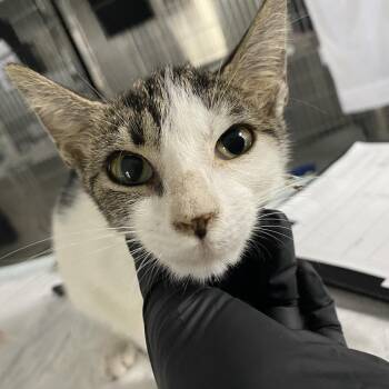 Virgo -  Domestic Short Hair Cat for Adoption in Lakeland, Florida - Virgo | PetCurious
