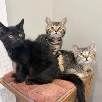Hobi -  Domestic Short Hair Cat for Adoption in Puslinch, Ontario - Hobi | PetCurious