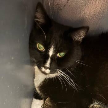 Pond Skater -  Domestic Short Hair Cat for Adoption in Dekalb, Illinois - Pond Skater | PetCurious