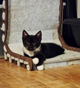 Rescue Domestic Short Hair Cats for Adoption in Warner Robins, Georgia - Tandy Bowen | PetCurious