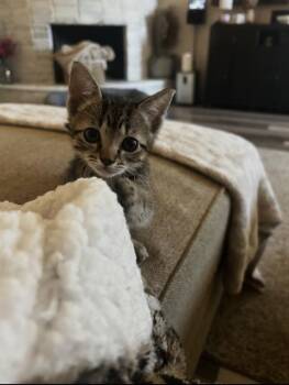 A186500 -  Domestic Short Hair Cat for Adoption in Pasadena, Texas - A186500 | PetCurious