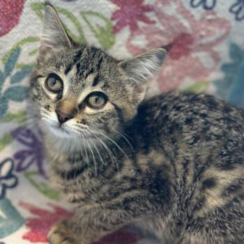 Bulbasaur -  Domestic Short Hair Cat for Adoption in Matteson, Illinois - Bulbasaur | PetCurious