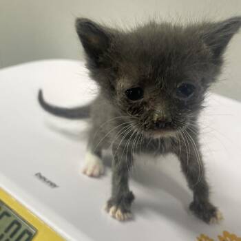 Mini -  Domestic Short Hair Cat for Adoption in Tampa, Florida - Mini | PetCurious