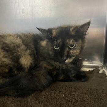Domestic Long Hair Cats Available for Adoption in Independence, Kansas - Mocha | PetCurious