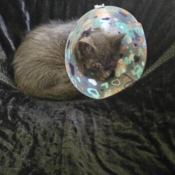 Foggy -  Domestic Short Hair Cat for Adoption in Madison, Wisconsin - Foggy | PetCurious