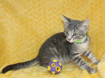 Kritter - 43701 -  Domestic Short Hair and Tabby Cat for Adoption in Prattville, Alabama - Kritter - 43701 | PetCurious