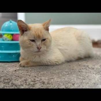 Siamese Cats Available for Adoption in Richmond, Virginia - Sanchez | PetCurious