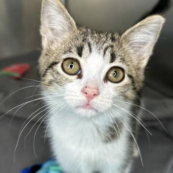 Gully -  Domestic Short Hair Cat for Adoption in Matteson, Illinois - Gully | PetCurious