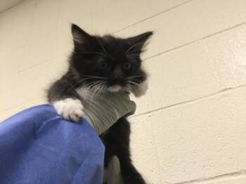 A1923069 -  Domestic Short Hair Cat for Adoption in Thousand Palms, California - A1923069 | PetCurious