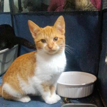 Rescue Domestic Short Hair Cats for Adoption in Greenwood, Indiana - Bandit | PetCurious