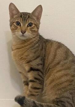 Domestic Short Hair and Bengal Cats Available for Adoption - Ranger | PetCurious