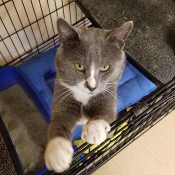 Simba -  Domestic Short Hair and Russian Blue Cat for Adoption in Montour Falls, New York - Simba | PetCurious