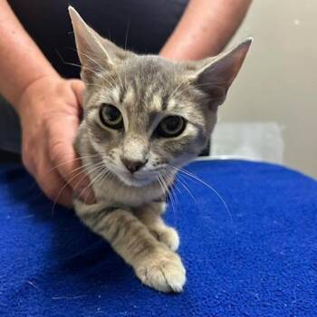 Smoke -  Domestic Short Hair Cat for Adoption in Knoxville, Tennessee - Smoke | PetCurious