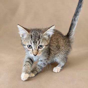 Mochi -  Domestic Short Hair Cat for Adoption in Pittsburg, Kansas - Mochi | PetCurious