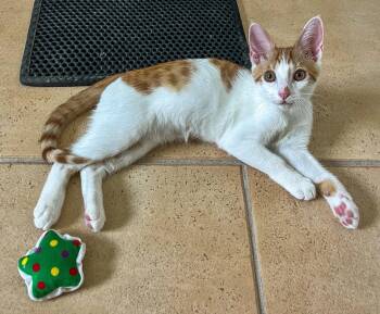Spencer -  Domestic Short Hair Cat for Adoption in Pompano Beach, Florida - Spencer | PetCurious