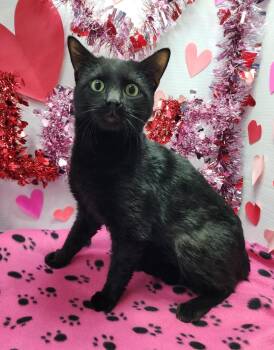 Domestic Short Hair Cats Available for Adoption - Jenkins | PetCurious