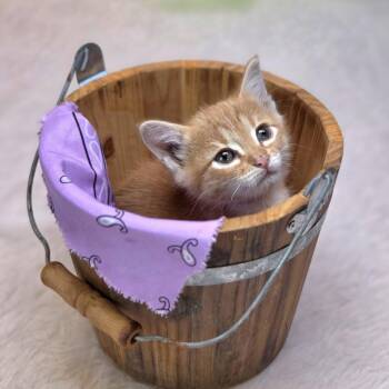 Cinco-C -  Domestic Short Hair Cat for Adoption in East St. Louis, Illinois - Cinco-C | PetCurious