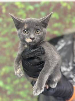 Rescue Domestic Short Hair Cats for Adoption in San Antonio, Texas - Thyme | PetCurious