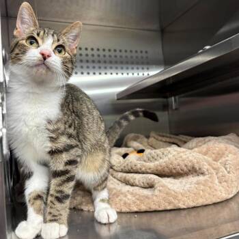 Jester Houston -  Domestic Short Hair Cat for Adoption in Denver, Colorado - Jester Houston | PetCurious