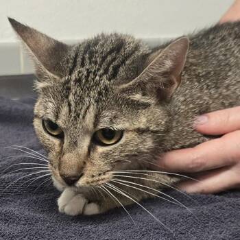 Bumper Sticker -  Domestic Short Hair Cat for Adoption in Austin, Texas - Bumper Sticker | PetCurious