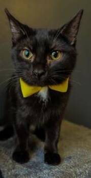 Rescue Domestic Short Hair Cats for Adoption in Winfield, Kansas - Nacho | PetCurious