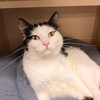 Marge -  Domestic Short Hair Cat for Adoption in Pagosa Springs, Colorado - Marge | PetCurious
