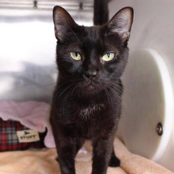 Domestic Short Hair Cats Available for Adoption in Hopkinton, Massachusetts - Astrid | PetCurious