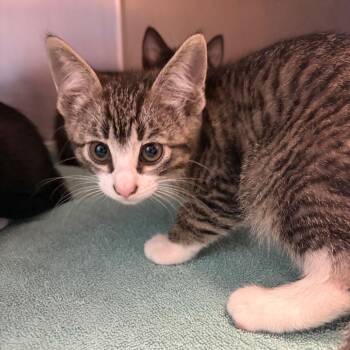 Bashful -  Domestic Short Hair Cat for Adoption in Council Bluffs, Iowa - Bashful | PetCurious