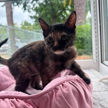 Mavis -  Domestic Short Hair Cat for Adoption in Wilmington, North Carolina - Mavis | PetCurious