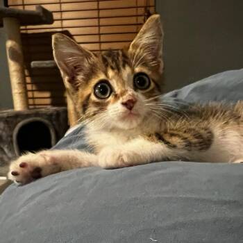 Dippy -  Domestic Short Hair Cat for Adoption in Houston, Texas - Dippy | PetCurious