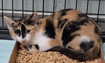 Eleanor Rigby -  Domestic Short Hair Cat for Adoption in Chattanooga, Tennessee - Eleanor Rigby | PetCurious