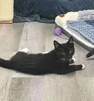 Merlot -  Domestic Short Hair Cat Available for Adoption in Arthurette, New Brunswick - Merlot | PetCurious