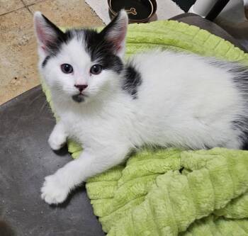 Domestic Short Hair Cats Available for Adoption in Evergreen, Colorado - Pepper | PetCurious