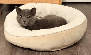 Bleu Cheese -  Domestic Short Hair Cat for Adoption in Milton, Georgia - Bleu Cheese | PetCurious