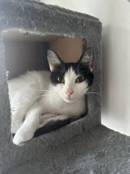 Cotton Candy -  Domestic Short Hair Cat for Adoption in Richmond, Virginia - Cotton Candy | PetCurious
