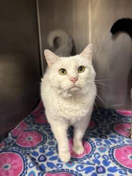 Rescue Domestic Short Hair Cats for Adoption in Lafayette, Indiana - Snowflake *BONDED W/ MUNCHKIN* | PetCurious