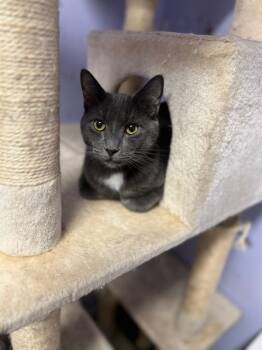 Rescue Domestic Short Hair Cats for Adoption in Franklin Township, New Jersey - Louie | PetCurious