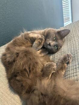 Domestic Medium Hair Cats Available for Adoption in Colorado Springs, Colorado - Daichi | PetCurious