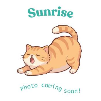Sunrise -  American Shorthair Cat Available for Adoption in Houston, Texas - Sunrise | PetCurious