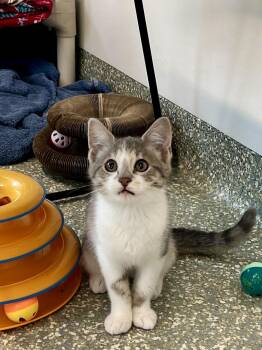 Piccolo -  Domestic Short Hair Cat for Adoption in Newport, Oregon - Piccolo | PetCurious