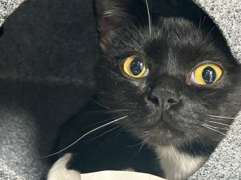 Domestic Short Hair Cats Available for Adoption - OXTAIL | PetCurious