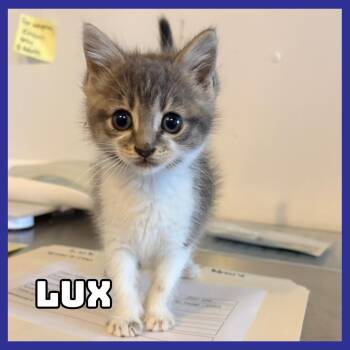 Lux -  Domestic Short Hair Cat for Adoption in Glenwood, Minnesota - Lux | PetCurious