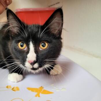 Oliver -  Domestic Medium Hair Cat for Adoption in Belfair, Washington - Oliver | PetCurious