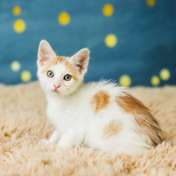 Rescue Domestic Short Hair Cats for Adoption in Saint Paul, Minnesota - Sammie | PetCurious