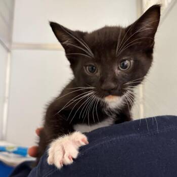 Domestic Short Hair Cats Available for Adoption in Ojai, California - Wagyu | PetCurious