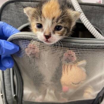 Rescue Domestic Short Hair Cats for Adoption in Los Angeles, California - Fire | PetCurious