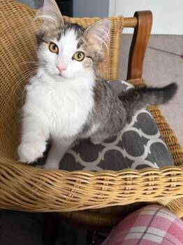 Domestic Long Hair Cats Available for Adoption - Jack | PetCurious