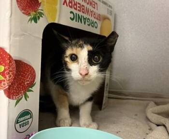 Camilla -  Domestic Short Hair Cat for Adoption in Quakertown, Pennsylvania - Camilla | PetCurious