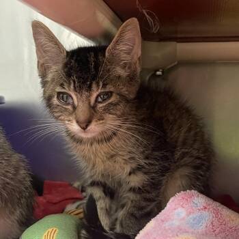 Troll -  Domestic Short Hair Cat for Adoption in Mentor, Ohio - Troll | PetCurious